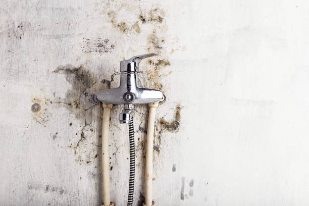 Best Certified Mold Removal  in Lake Isabella, CA