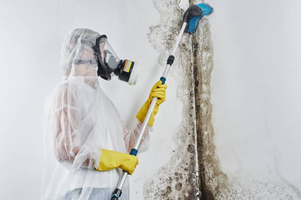 Lake Isabella, CA Mold Removal Company