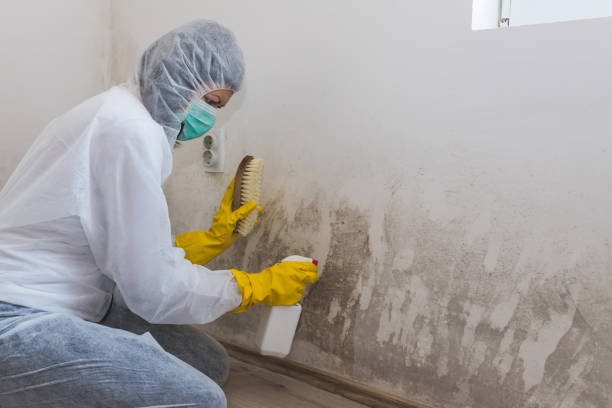 Best Mold Damage Repair  in Lake Isabella, CA