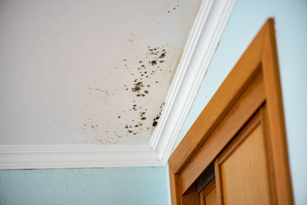 Crawl Space Mold Removal in Lake Isabella, CA