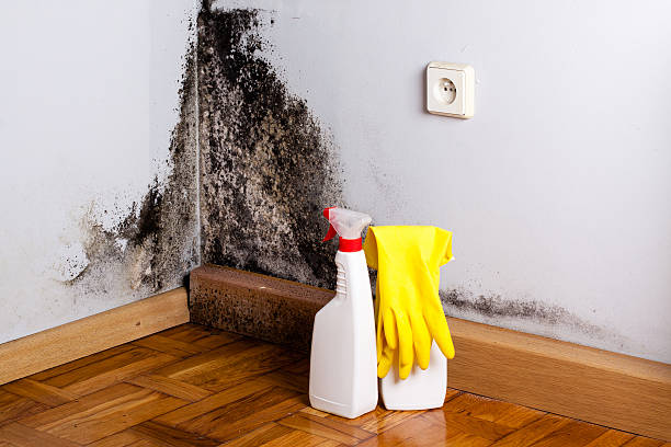Best Residential Mold Removal  in Lake Isabella, CA