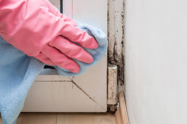 Best Attic Mold Removal  in Lake Isabella, CA